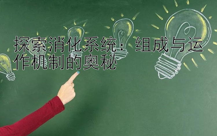 探索消化系统：组成与运作机制的奥秘